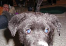 Scout Closeup